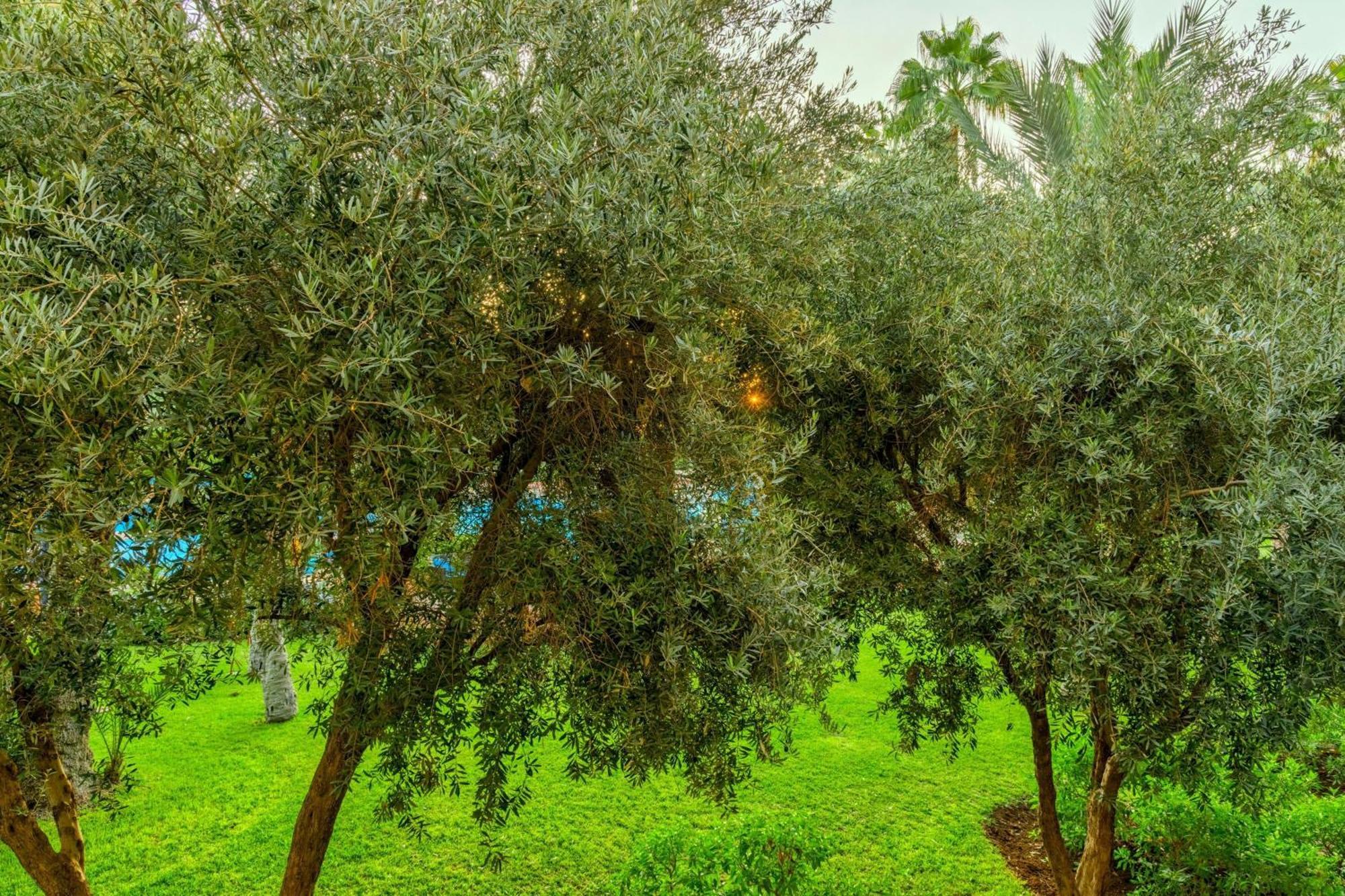 Grand Superior King Room Garden View