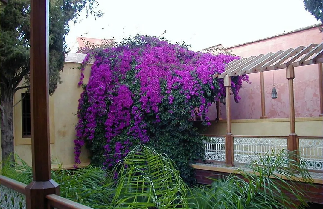 Riyad Al Moussika-1